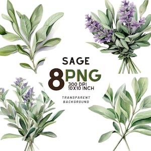 Set di clipart Acquerello Sage: 8 PNG di alta qualità 300 DPI, stampa botanica, stampabile con uso commerciale - Download digitale