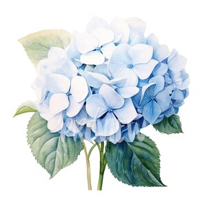 Clipart hortensia bleu aquarelle : 8 fichiers PNG de haute qualité pour des impressions botaniques, des journaux numériques et des imprimés, téléchargement numérique instantané