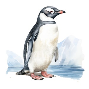 Watercolor Antartic Penguin Clipart: 8 High-Quality PNG 300DPI - Jungle South America - Commercial Use, Instant Digital Download