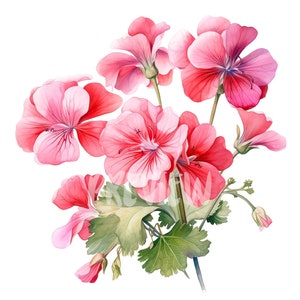 Ensemble aquarelle de géraniums roses : 8 PNG 300 DPI de haute qualité, impression botanique, imprimable pour un usage commercial, téléchargement numérique