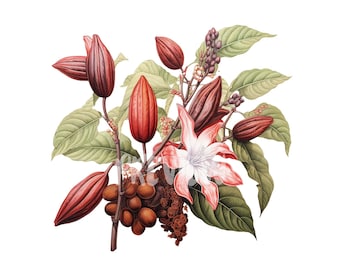 Botanical Cocoa Clipart Set: 8 Quality PNGs 300 DPI - Ideal for scrap, Digital Journal, Printable with Commercial Use, Digital download