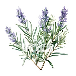 Set di clipart di rosmarino ad acquerello: 8 PNG di alta qualità a 300 DPI, stampa botanica, stampabili per uso commerciale - download digitale