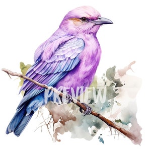 Pájaro carraca de pecho lila en acuarela: imágenes prediseñadas: 8 PNG de alta calidad para álbumes de recortes, diarios digitales, materiales imprimibles y uso comercial