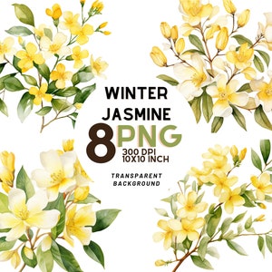 Aquarel winterjasmijn clipart set: 8 hoogwaardige 300 DPI PNG's, botanische print, afdrukbaar met commercieel gebruik, digitale download