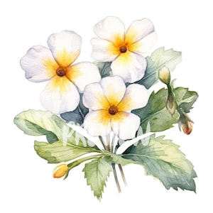 Ensemble de cliparts aquarelle primevère sauvage - fleur de naissance février : 8 PNG 300 DPI de haute qualité, impression botanique, imprimable pour un usage commercial