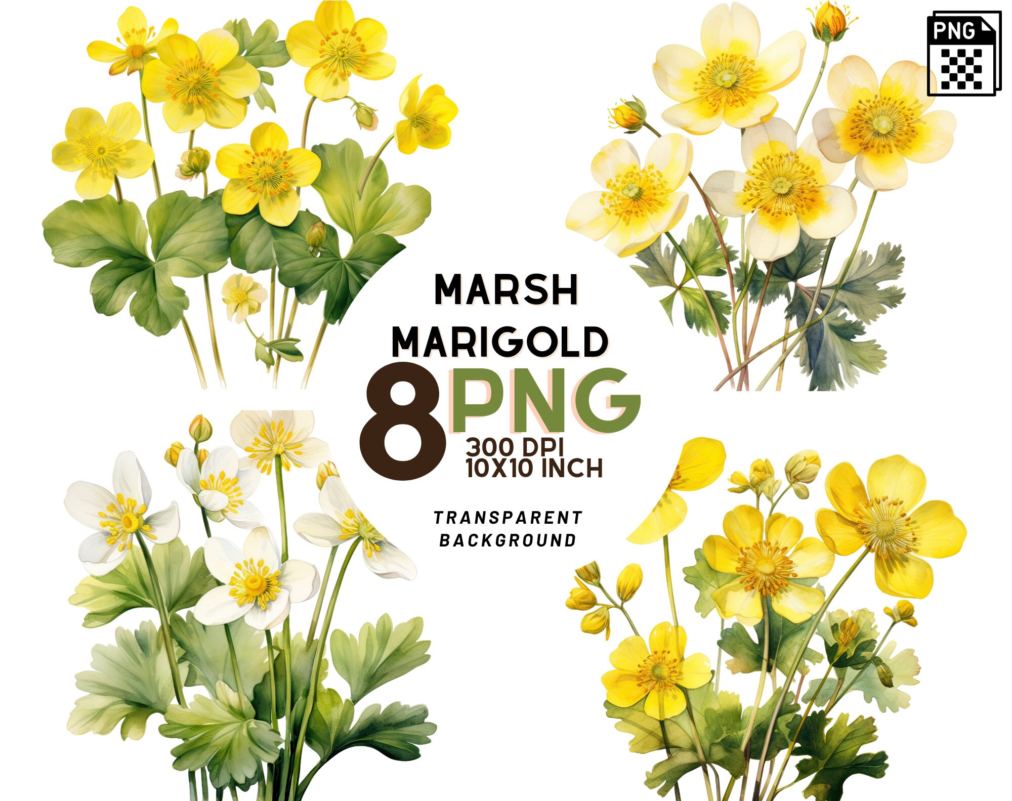 Botanical Marsh Marigold set: 8 High-Quality 300 DPI PNGs, Botanical Print, Printable with Commercial Use, Digital Download