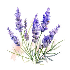 Watercolor Lavender Clipart Set: 8 High-Quality PNGs 300 DPI - Ideal for Scrapbooking, Digital Journaling, and Commercial Use