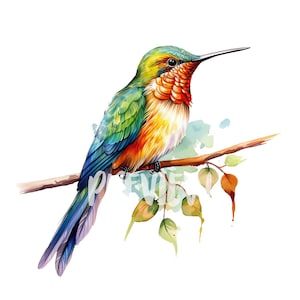 Clipart de colibrí en acuarela: 8 imágenes de alta calidad con 300 DPI - Scrapbooking, revistas digitales, imprimibles y uso comercial - Descarga digital