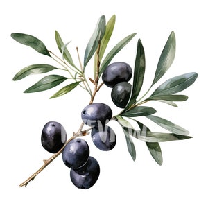 Aquarell schwarze Oliven Clipart: 8 hochwertige 300 DPI PNGs für Scrapbooking, Digital Journal - Kommerzielle Nutzung - Digitaler Sofortdownload