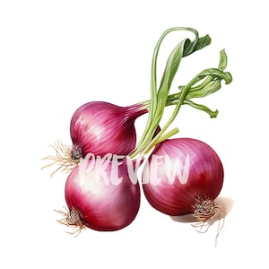Watercolor Onions Clipart - 8 High-Resolution PNG 300 DPI, Digital Journal, Printable with Commercial Use, Digital download
