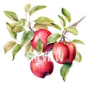 Botanischer Apfel Clipart - 8 hochauflösende PNGs für Scrapbooking, Digital Journal, druckbar mit kommerzieller Nutzung, digitaler Download