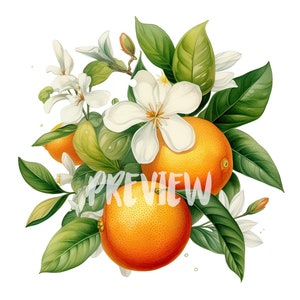 Clipart de acuarela naranja: 8 PNG de alta resolución para álbumes de recortes, diarios digitales, imprimibles para uso comercial, descarga digital