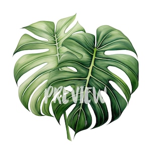 Tropical Monstera Leaves Watercolor Clipart - 8 Quality PNGs for Scrapbooking and Printables, Commercial use