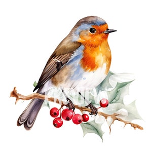 Ensemble de cliparts aquarelle Noël Robin : 8 PNG 300 DPI de haute qualité, imprimables pour un usage commercial, téléchargement numérique