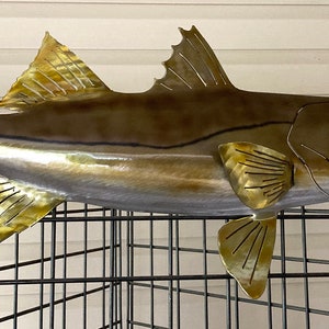 Common Snook