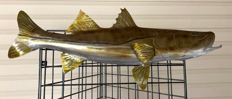 Common Snook image 1