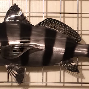 Black Drum