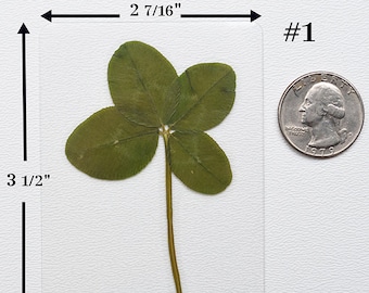 Real 4 leaf Clover, Laminated Pressed Four Leaf Clover