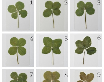 Real 4 leaf and 5 leaf Clover, Laminated Pressed Four Leaf Clover