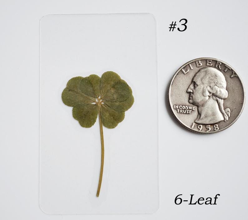 Real 5 and 6 Leaf Clover Laminated - Etsy