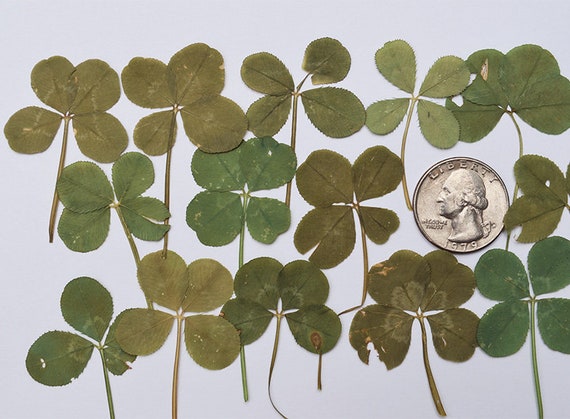 How to Find Four-Leaf Clovers – Garden & Gun