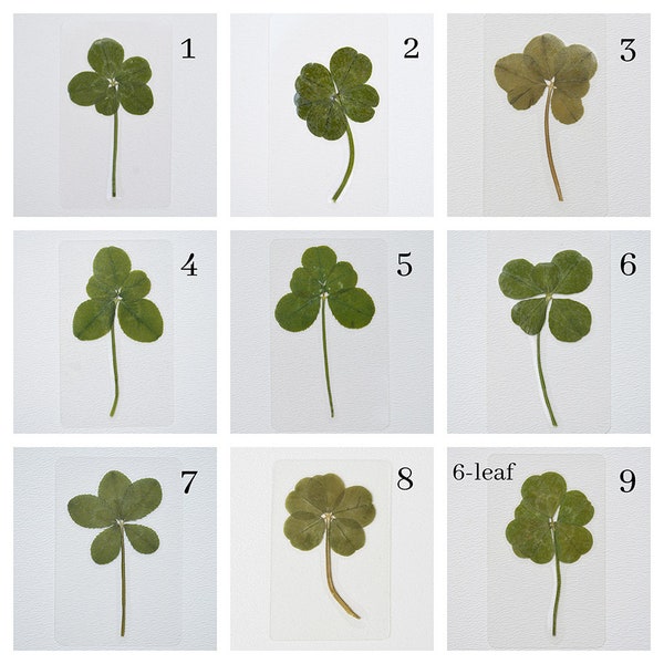 Real 5 and 6 leaf Clover Laminated Pressed Five Leaf Clover