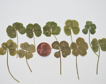 Real 5 Leaf Clover Set of 10 Small Size