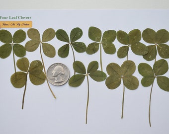 Real 4 Leaf Clover Lot of 10, Large Size