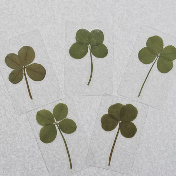 Real 4 leaf Clover, Laminated Pressed Four Leaf Clover