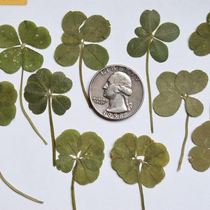 Lot de 10 véritables trèfles à 5 feuilles