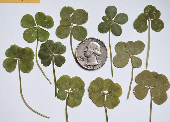 Real 5 Leaf Clover Lot of 10 - Etsy