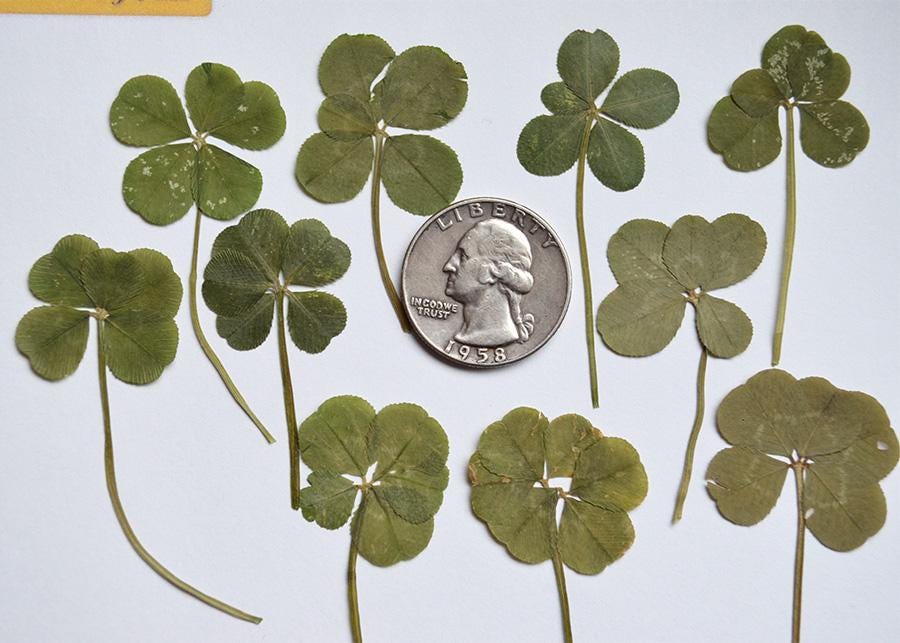Real 5 Leaf Clover Lot of 10 - Etsy