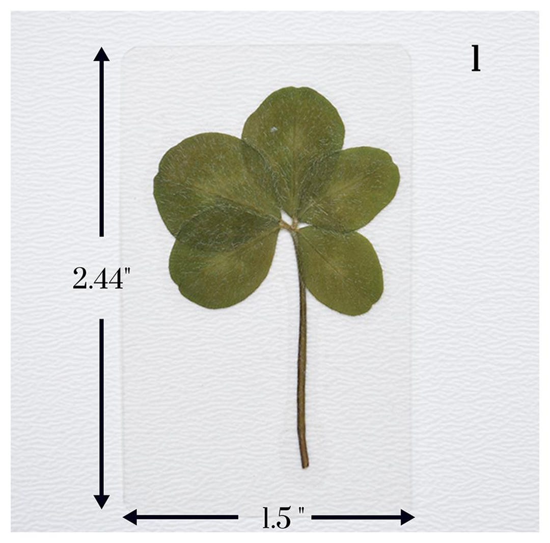 Real 5 Clover Laminated Pressed Five Leaf Clover - Etsy