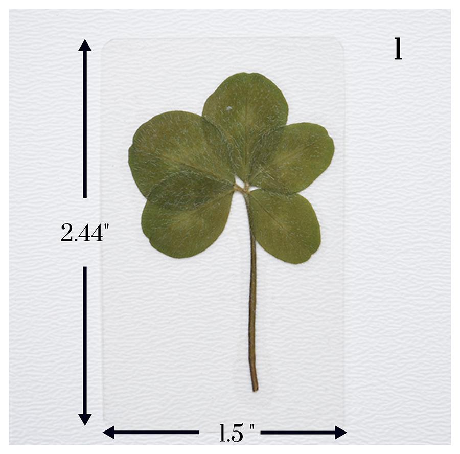 Real 5 Clover Laminated Pressed Five Leaf Clover - Etsy