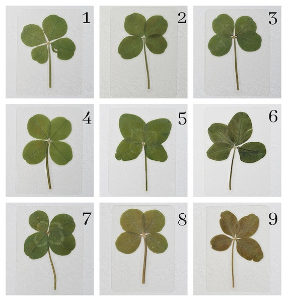 Real 4 Leaf and 5 Leaf Clover, Laminated Pressed Four Leaf Clover