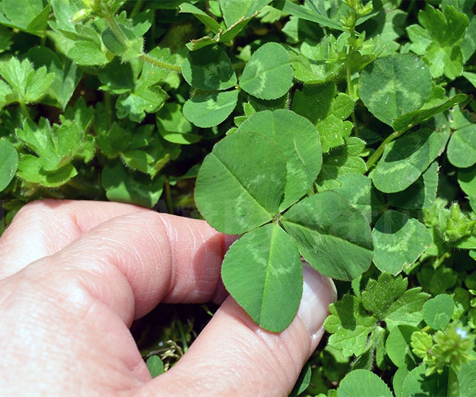 Pack of 5 Real Four Leaf Clover from White Clover Plant Trifolium Repens  for Crafts, Card Making, Embellishments, Jewellery Makingt