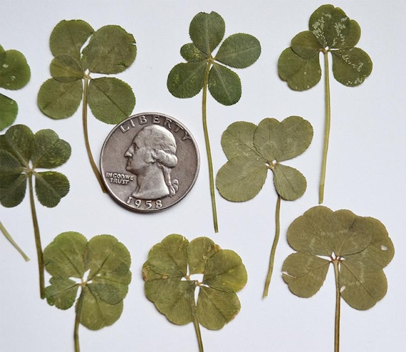 Real 5 Leaf Clover Lot of 10 - Etsy