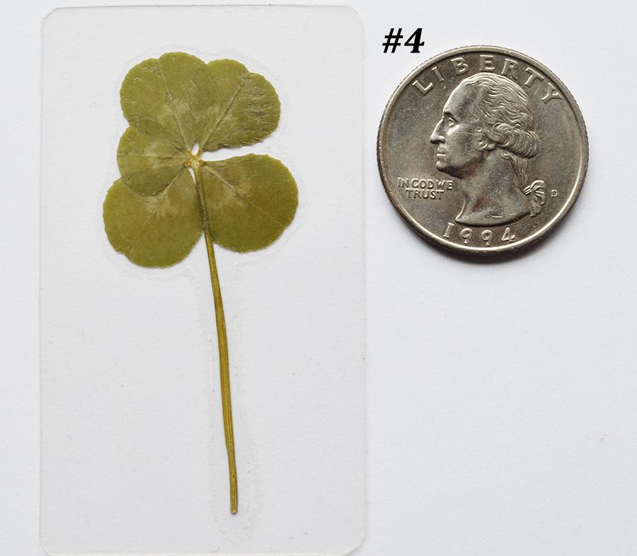 Real 5 Clover Laminated Pressed Five Leaf Clover - Etsy Canada