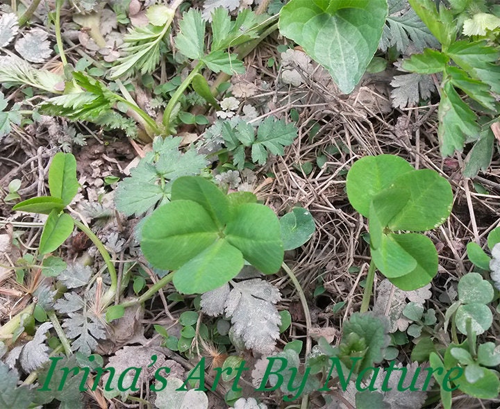Real 5 Leaf Clover Lot of 10 - Etsy Canada