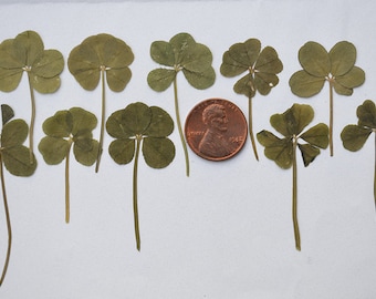 Real 5 Leaf Clover Set of 10 Small Size