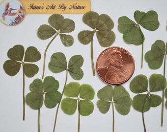Real Leaf Clover Lot of 15 Extra Small Size