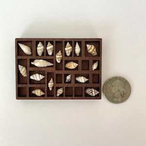 May include: A wooden display case with a grid of small compartments, each holding a different seashell. The shells vary in size, shape, and color, with a quarter coin for size comparison. The case is a dark brown color.