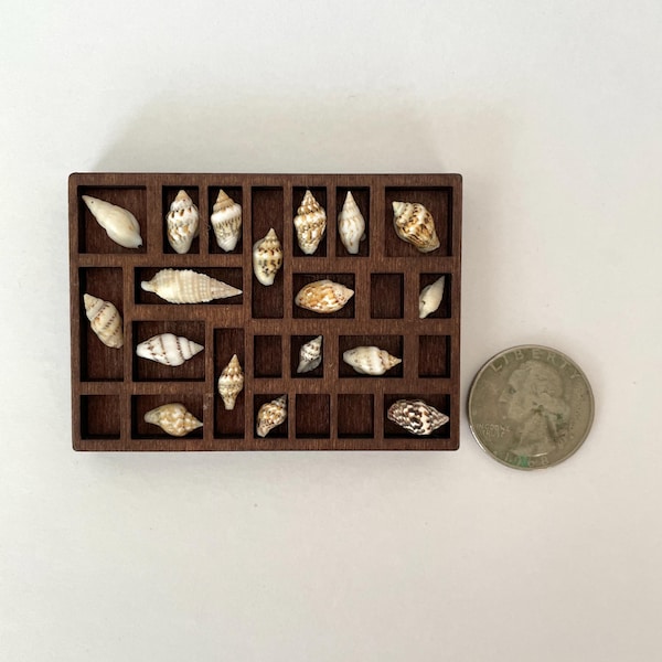 Mini Trinket Printer Tray No. 1 – Tiny Shelf Display with Seashells for Dollhouses and Mouse Houses