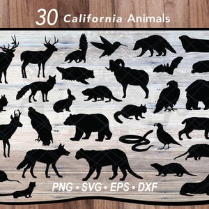 Pacchetto SVG di 30 animali della California / File di taglio di sagome di animali selvatici della foresta boschiva / Grafica vettoriale per magliette di mammiferi terrestri e marini del Nord America