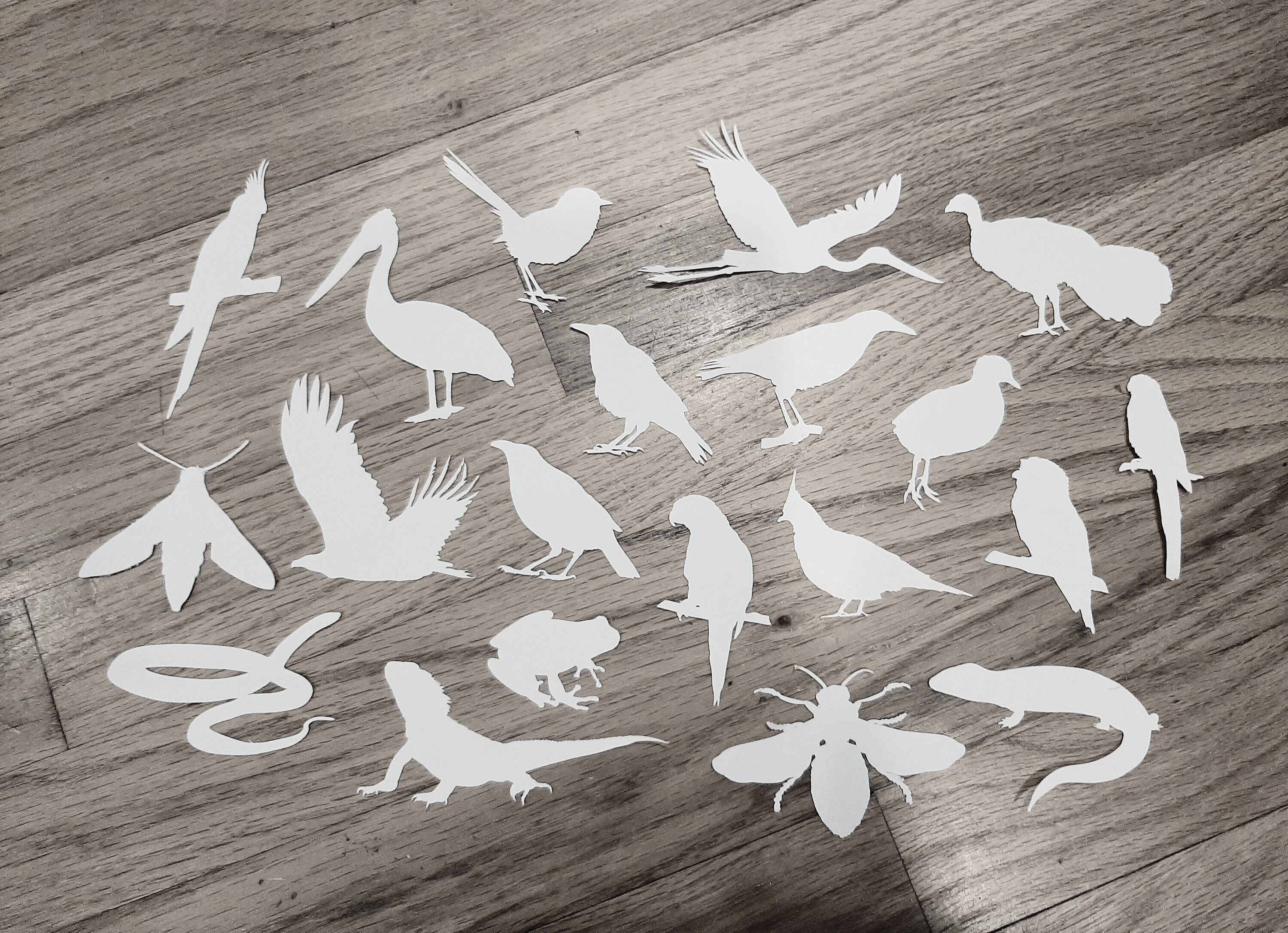 Australian Animal SVG Bundle Silhouette Cockatiel Pelican Raven Eagle