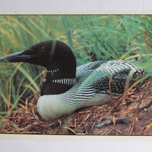 Loon Postcards   Unused Postcards Cottage Lake Decor Loon Bird Postcard Loon Decor Lake house decor