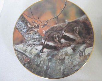 Fascination Racoon Plate The First Issue Collection Vivid Wildlife Portraits Entitled Our Woodland Friends" Rustic cabin decor