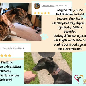 May include: A brindle dog wearing a light pink floral patterned martingale collar and a black dog wearing a dark patterned martingale collar. The image includes customer reviews and the text Galgo-Store Great stuff for great hounds.