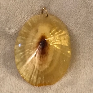Vintage Limpet Shell Snail sealed yellow necklace drop Shelling Pendant