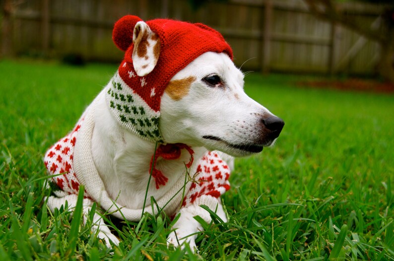 Dog Sweater Rudy Christmas Sweater in Alpaca wool image 5